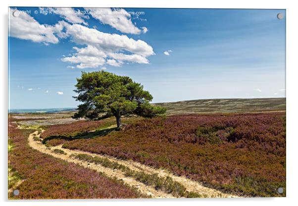 Lone Pine - Burnhope Moor  Acrylic by Reg K Atkinson
