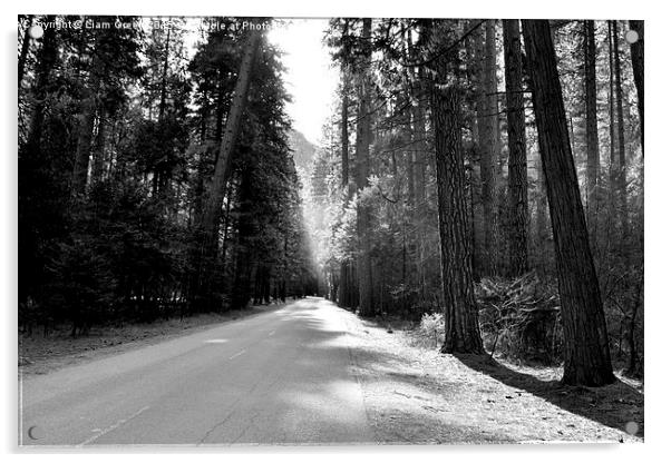  Yosemite Forest Trail Acrylic by Liam Green