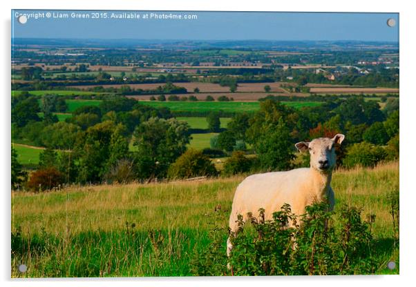  Sheep enjoying the view Acrylic by Liam Green
