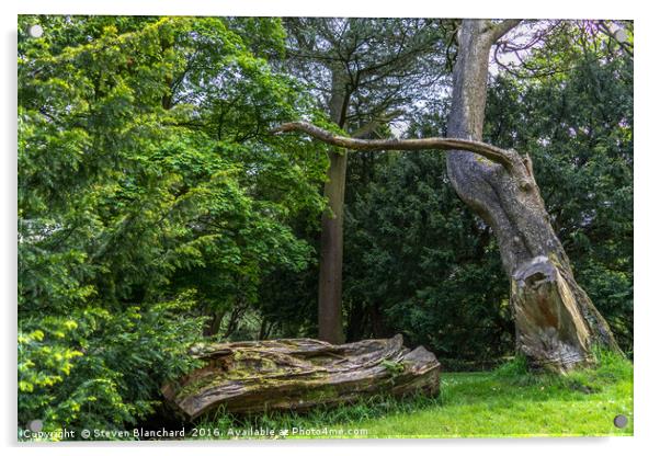 Fallen tree Acrylic by Steven Blanchard