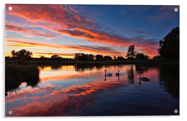  Sudbury Swans Acrylic by Ian Merton