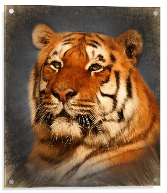  Tiger Acrylic by Ian Merton