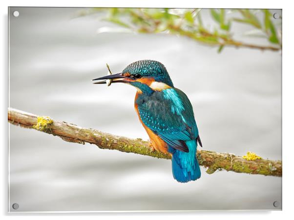  Kingfisher Acrylic by Ian Merton