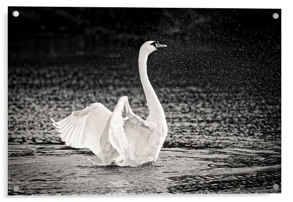  Splashing Swan Acrylic by Ian Merton