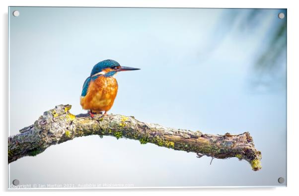 Kingfisher Acrylic by Ian Merton