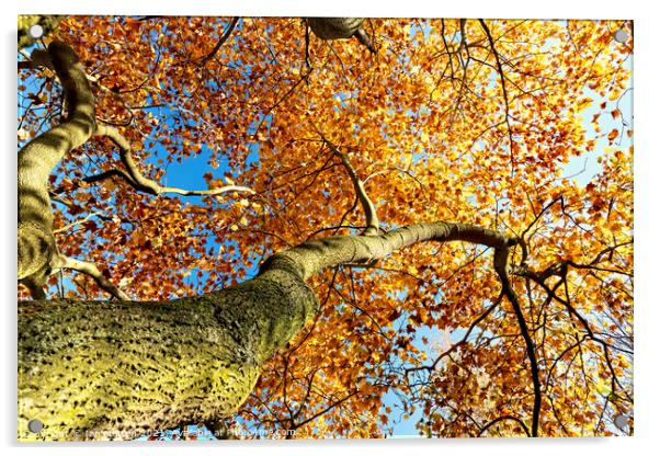 Golden Tree Acrylic by Ian Merton