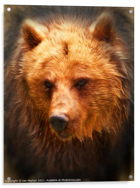 Grizzly Bear Acrylic by Ian Merton