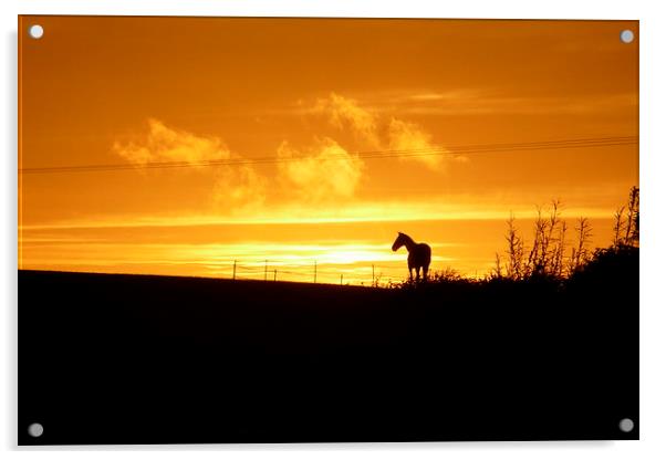  Sunset Horse Acrylic by Jackson Photography