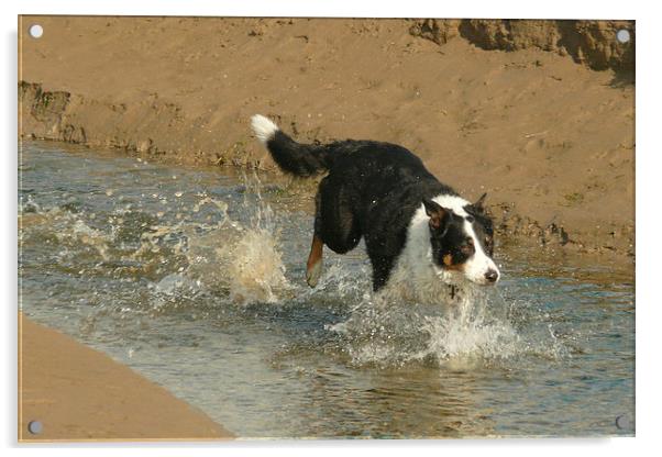 A Wet Collie Dog Acrylic by Jackson Photography