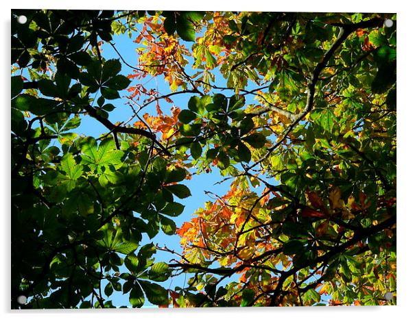Leafy Sunny day Tree Acrylic by Jackson Photography