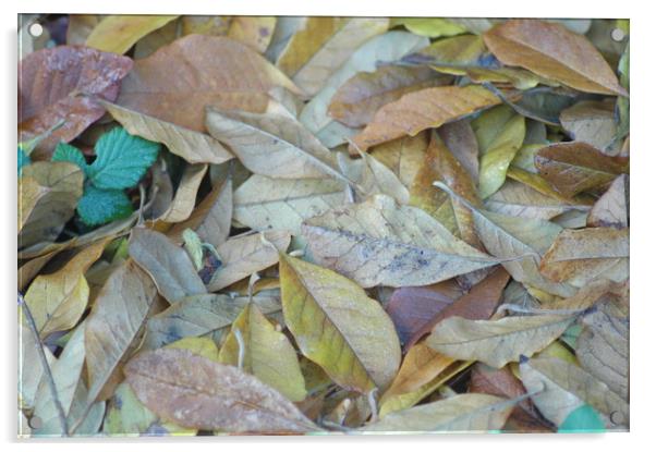 Autumn Leaves Acrylic by Jackson Photography