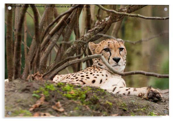  Relaxing leopard under a tree Acrylic by Jurgen Schnabel