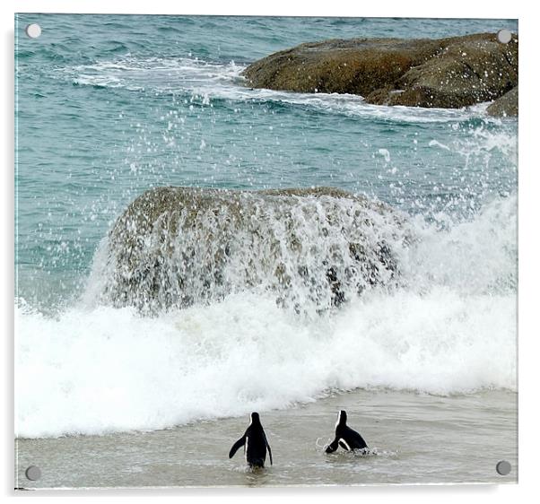Penguins at Hermanus Cape Town Acrylic by Ralph Schroeder
