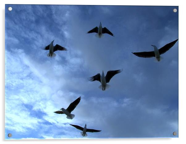 Sea Gulls in the dark blue sky Acrylic by Ralph Schroeder