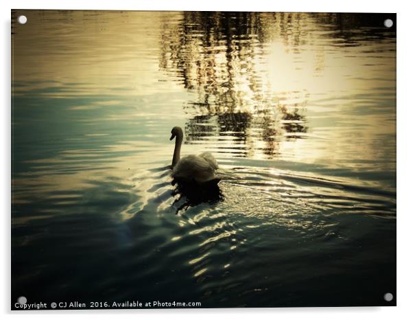 Swan on the river Calder, Wakefield                Acrylic by CJ Allen