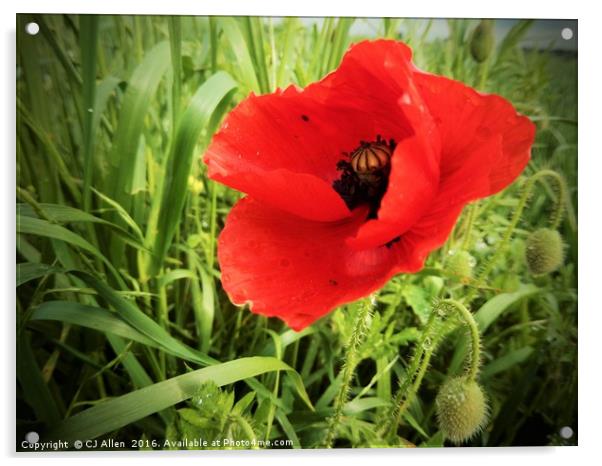 Poppy in a field.                                Acrylic by CJ Allen
