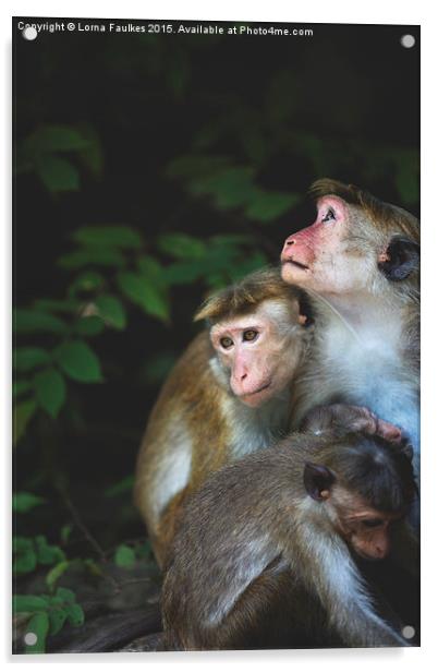 Toque Macaque Family  Acrylic by Lorna Faulkes