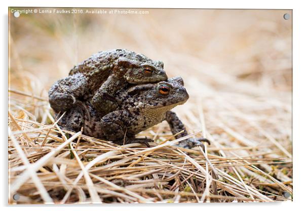 Common Toads  Acrylic by Lorna Faulkes