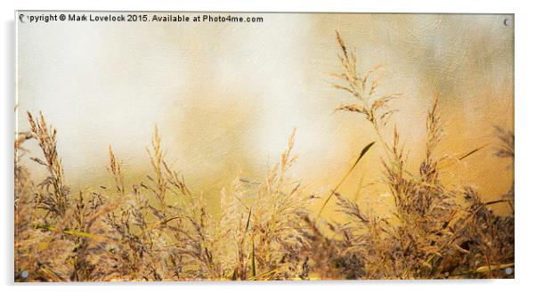  Grasses Acrylic by Mark Lovelock