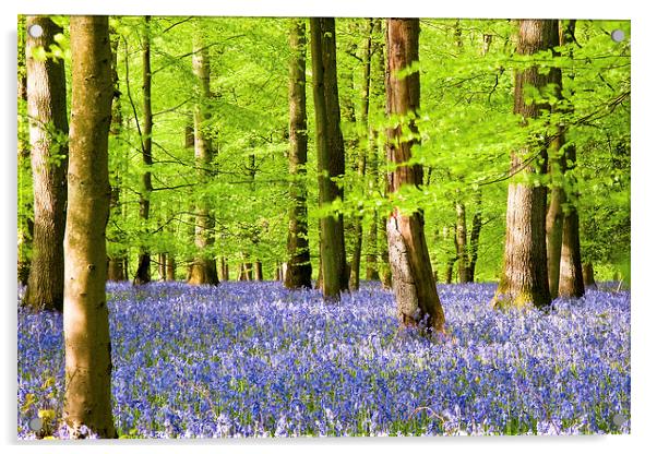 Forest Bluebells Acrylic by John Hickey-Fry