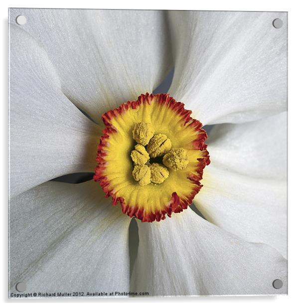 Daffodil Acrylic by Richard Muller