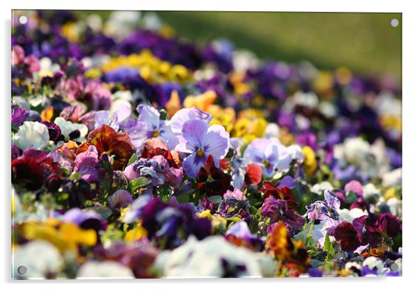 Viola tricolor Acrylic by Dianana 