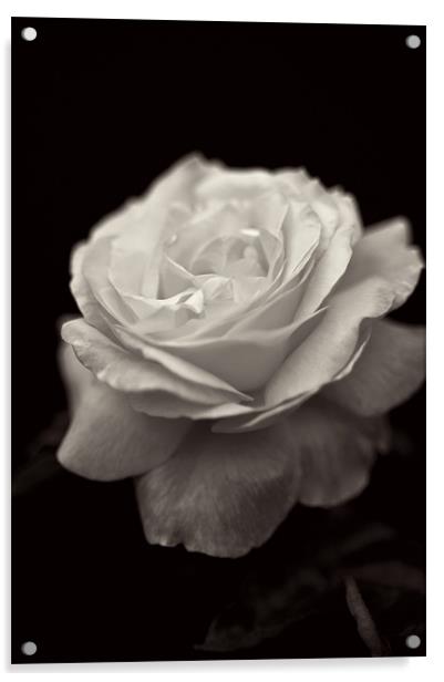 Black and White Rose Acrylic by Michelle Ellis