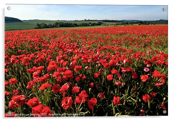 Poppy Field in Kent Acrylic by Alice Gosling