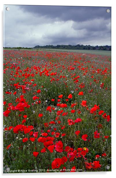 Poppy Field Acrylic by Alice Gosling