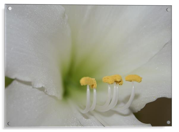 Amaryllis Acrylic by Alice Gosling