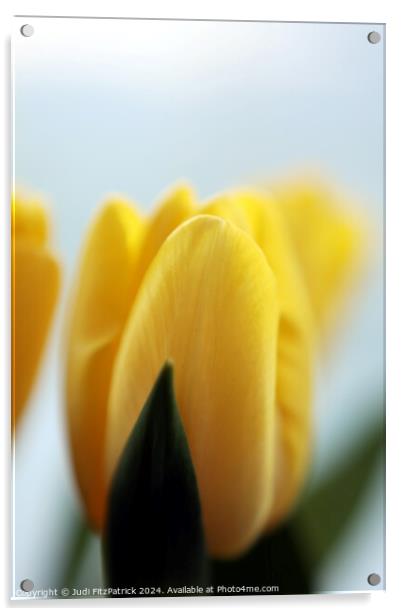 Yellow Tulips Acrylic by Judi FitzPatrick