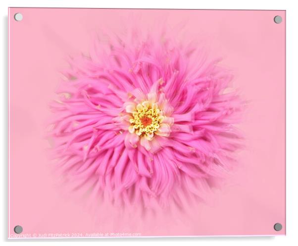 Fluffy Pink Do Over Acrylic by Judi FitzPatrick