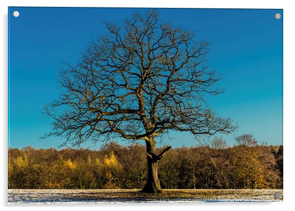  Mighty oak tree in winter Acrylic by craig baggaley