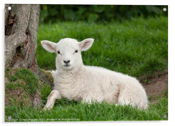 Winchelsea  lamb 4 Acrylic by Paul Praeger