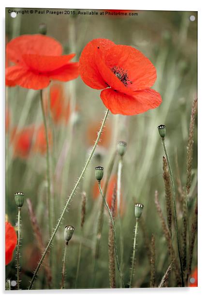  Red field poppy Acrylic by Paul Praeger