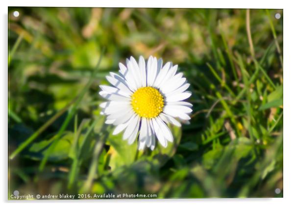 Daisy Acrylic by andrew blakey