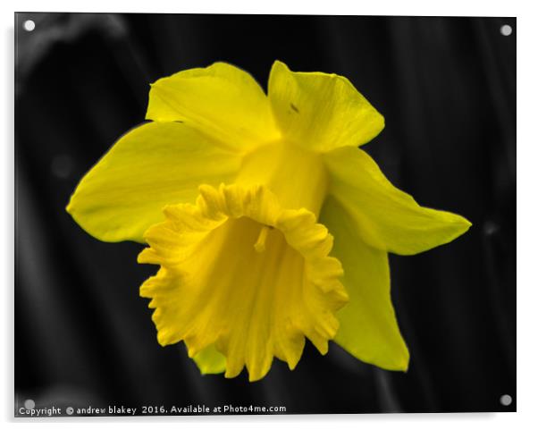 Daffodil color popped Acrylic by andrew blakey