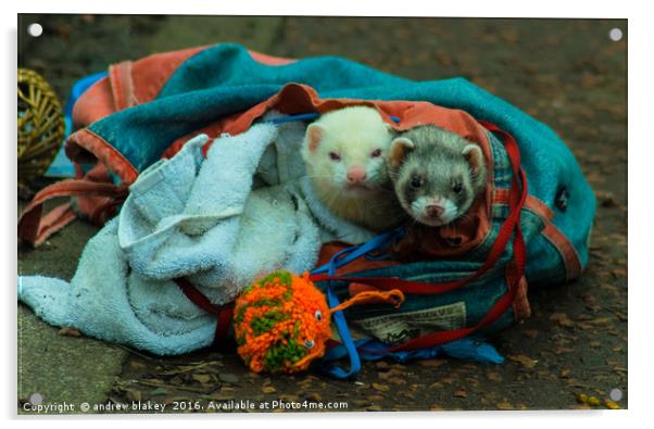 A bag of Ferrets Acrylic by andrew blakey