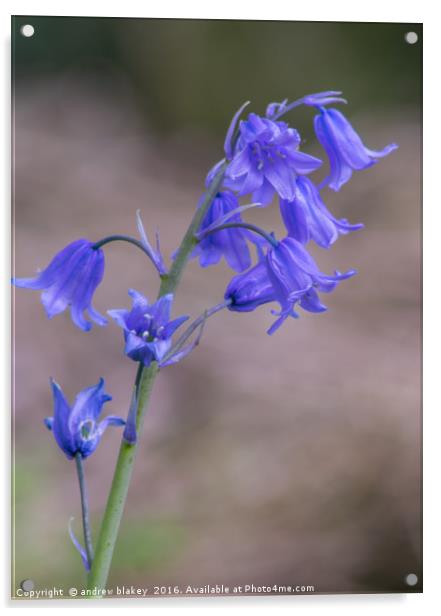 BlueBells Acrylic by andrew blakey