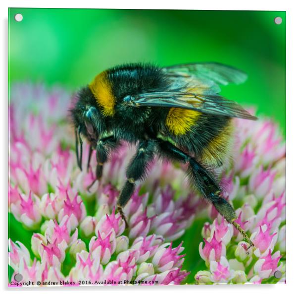 Bee Macro Acrylic by andrew blakey