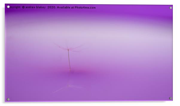 Mauve Dandelion Seed Reflection Acrylic by andrew blakey