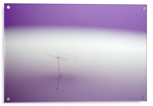 Delicate Purple Dandelion Reflection Acrylic by andrew blakey