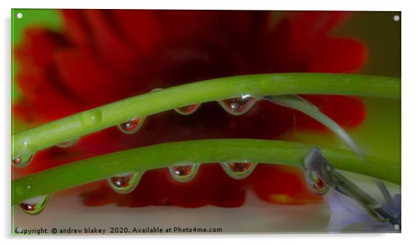 A Red Gerbera Flower Refracted Through Water Dropl Acrylic by andrew blakey