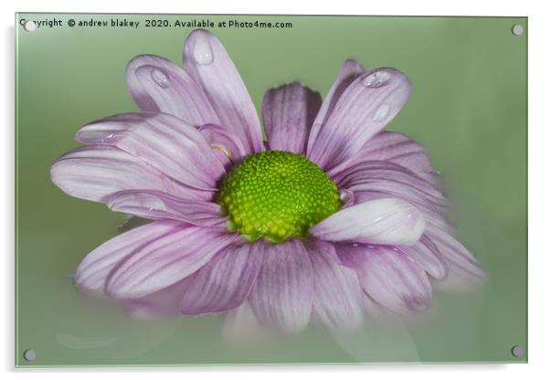 The Graceful Beauty of a Floating Pink Chrysanthem Acrylic by andrew blakey