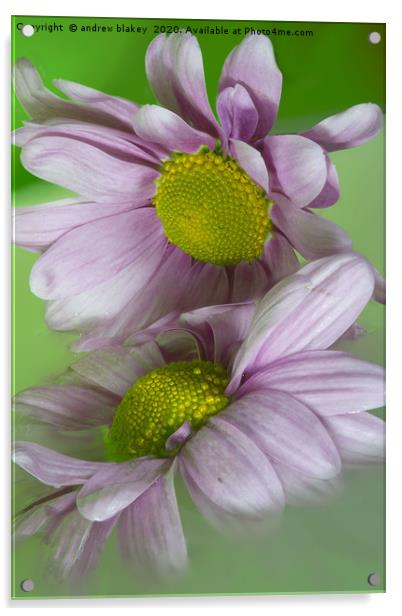 Delicate Pink Chrysanthemums Acrylic by andrew blakey