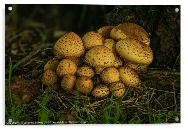 Enchanted Forest Fungi Acrylic by andrew blakey