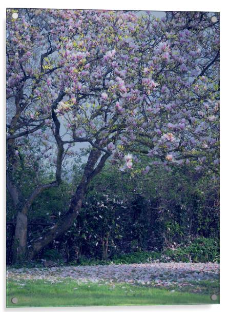 Magnolia Acrylic by Richard Downs