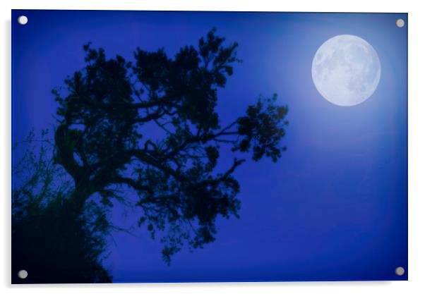 Moonlight Dreams in Blue Acrylic by John Williams