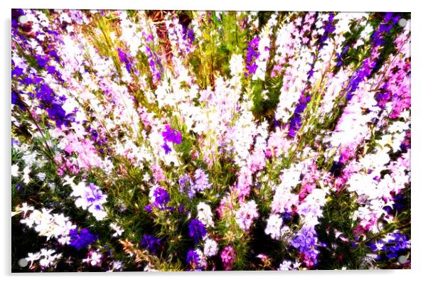 Wild Larkspur Flowers Acrylic by John Williams