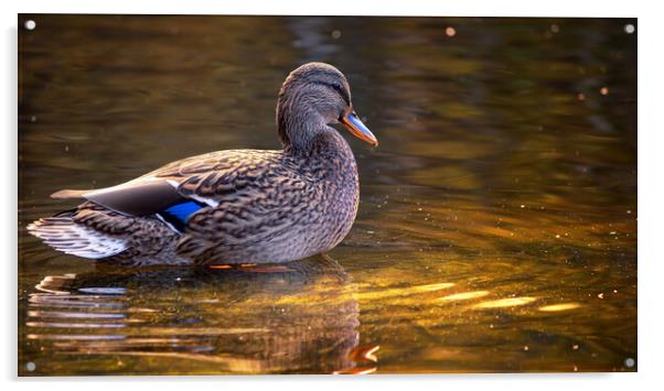 A Duck in The Pond Acrylic by Eirik Sørstrømmen